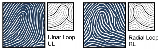 Chủng Loop biểu tượng của nó là chủng nước