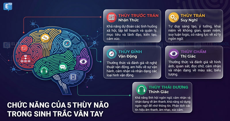 Bản đồ 5 thùy não bộ - Giải mã bộ chỉ huy tiềm năng Elite Symbol