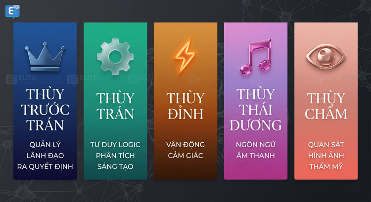 sinh-trac-van-tay-infographic.png Sơ đồ 5 thùy não bộ và các chức năng cốt lõi trong sinh trắc vân tay